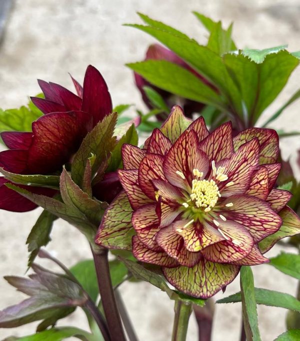 HELLEBORUS WEDDING PARTY `CHILDHOOD SWEETHEART`