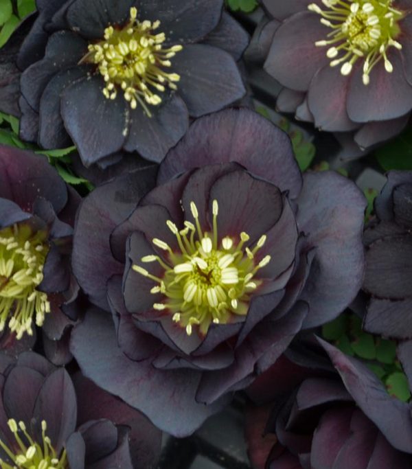 HELLEBORUS WEDDING PARTY `DARK AND HANDSOME`