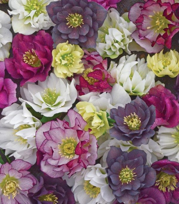 HELLEBORUS WEDDING PARTY `MIXED`