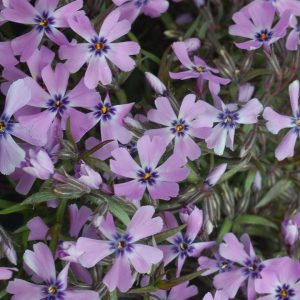 PHLOX SUBULATA `PURPLE BEAUTY`