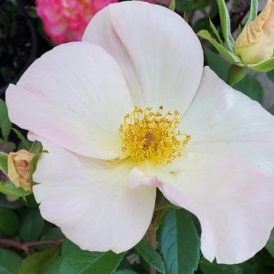 ROSA `SALLY HOLMES` - CL