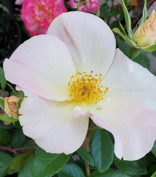 ROSA `SALLY HOLMES` - CL