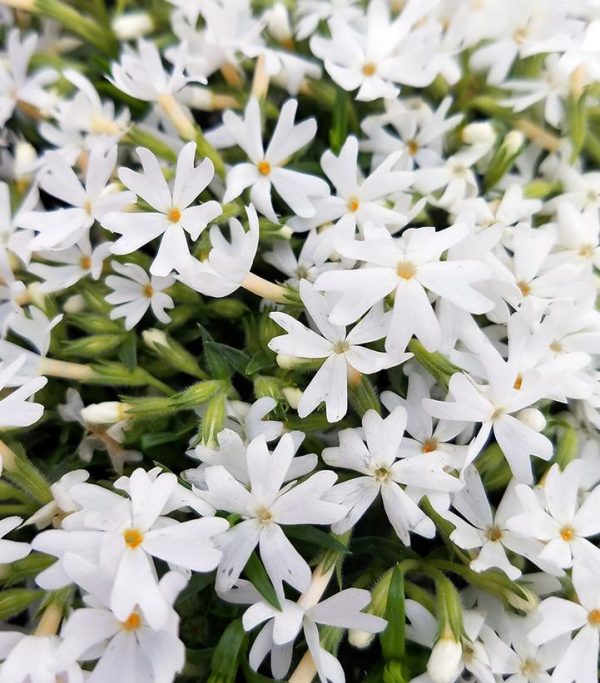 PHLOX SUBULATA `SNOWFLAKES`