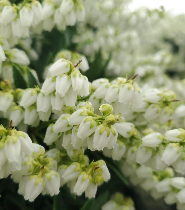 PIERIS JAPONICA VAR. `YAK PRELUDE`