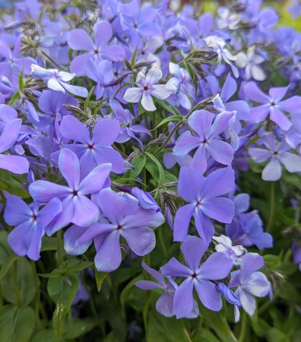 PHLOX DIVARICATA `BLUE MOON`