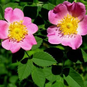ROSA CAROLINA