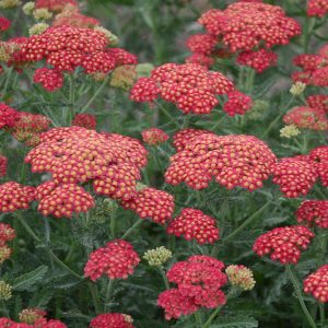 ACHILLEA `FIREFLY RED POP`