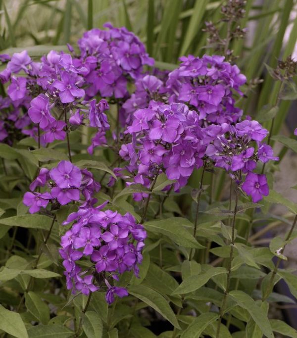 PHLOX PANICULATA `BLUE PARADISE`