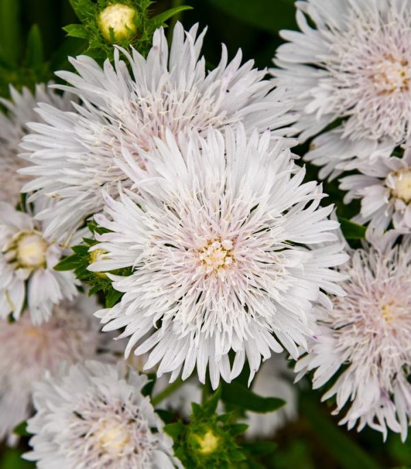 STOKESIA TOTALLY STOKEDT `WHITECAPS`
