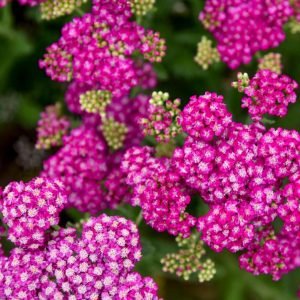 ACHILLEA `FIREFLY FUCHSIA`