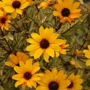 HELIOPSIS HELIANTHOIDES `TOUCH OF BLUSH`