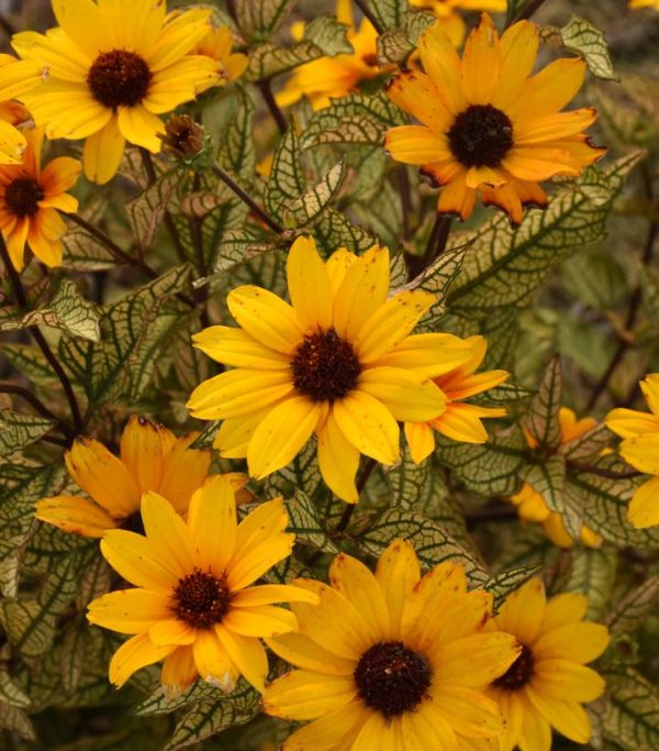 HELIOPSIS HELIANTHOIDES `TOUCH OF BLUSH`