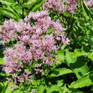 EUPATORIUM DUBIUM `LITTLE PYE`