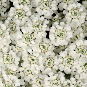 IBERIS SEMPERVIRENS `WHITE SHADOW`