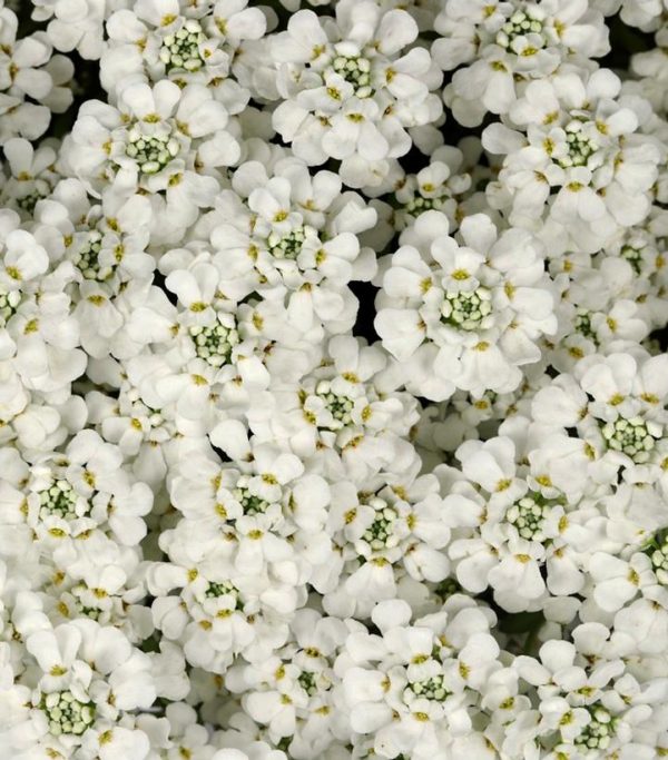 IBERIS SEMPERVIRENS `WHITE SHADOW`