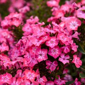 PHLOX LUMINARY `PINK LIGHTNING`