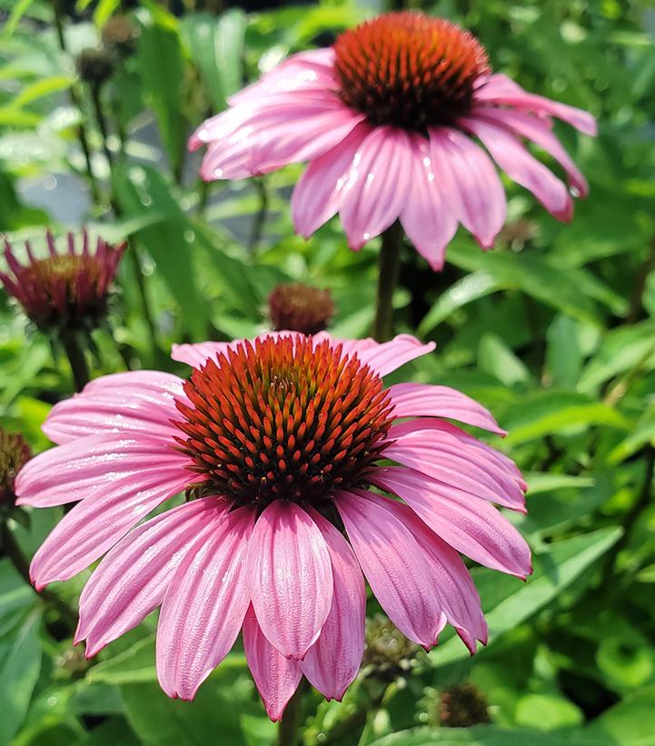 ECHINACEA SUNMAGIC `VINTAGE FUCHSIA`