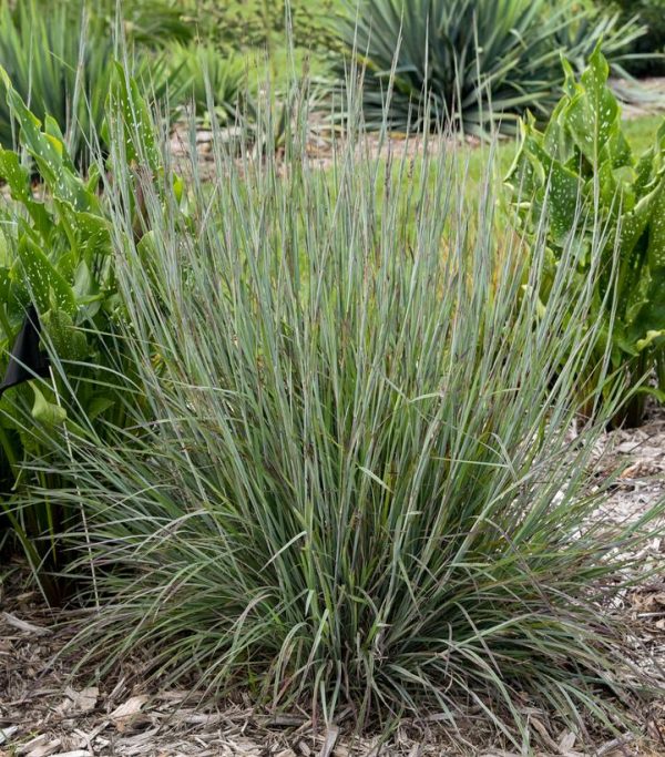 SCHIZACHYRIUM S. PRAIRIE WINDS `BRUSH STROKES`