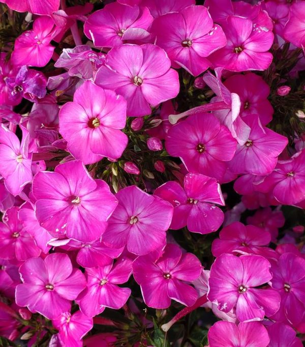 PHLOX `VOLCANO PINK W/ WHITE EYE`