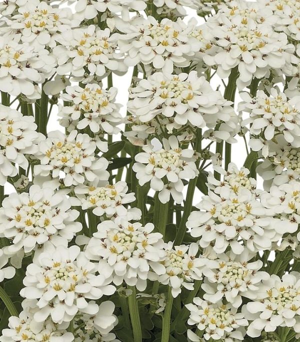 IBERIS SEMPERVIRENS `SNOWDRIFT`