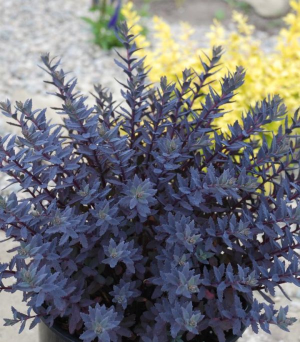 SEDUM SUN SPARKLER `SAPPHIRE TUFFET`