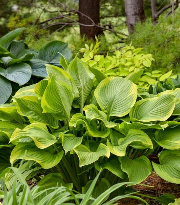 HOSTA SHADOWLAND `LONE STAR`