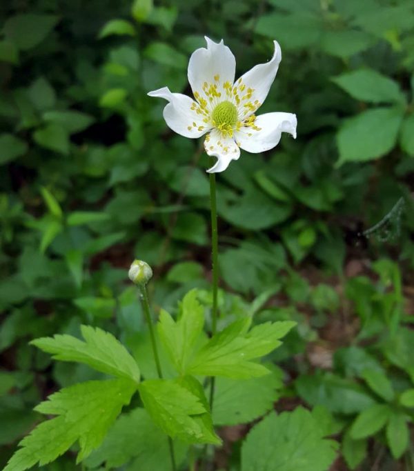 ANEMONE VIRGINIANA