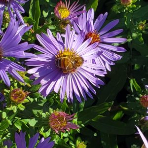 ASTER O. `TWILIGHT SKY`