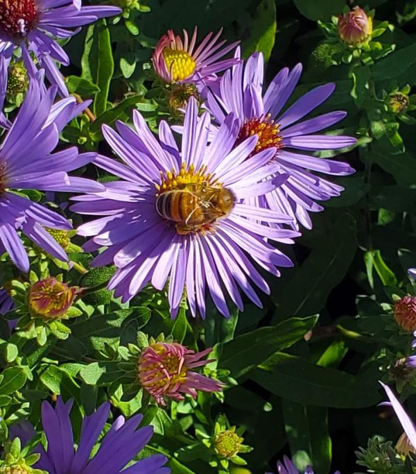 ASTER O. `TWILIGHT SKY`