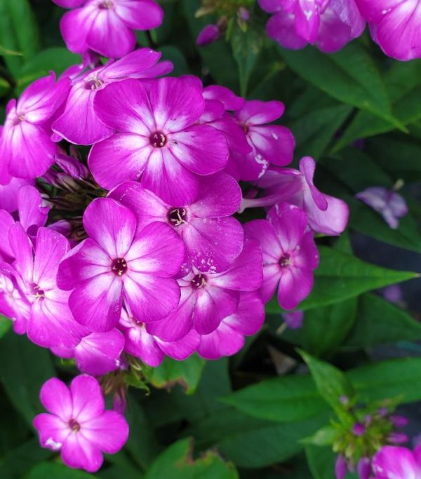 PHLOX `VOLCANO PURPLE W/ WHITE EYE`