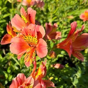 ALSTROEMERIA `CORAL CHAOS`