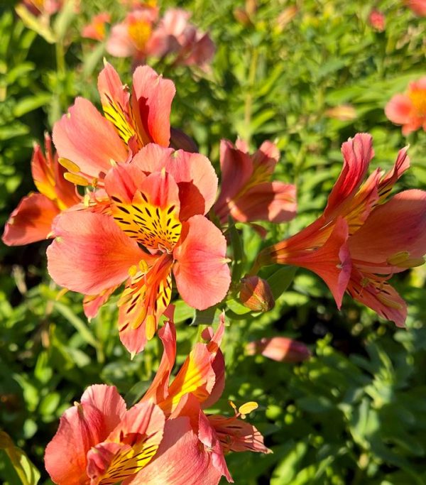 ALSTROEMERIA `CORAL CHAOS`