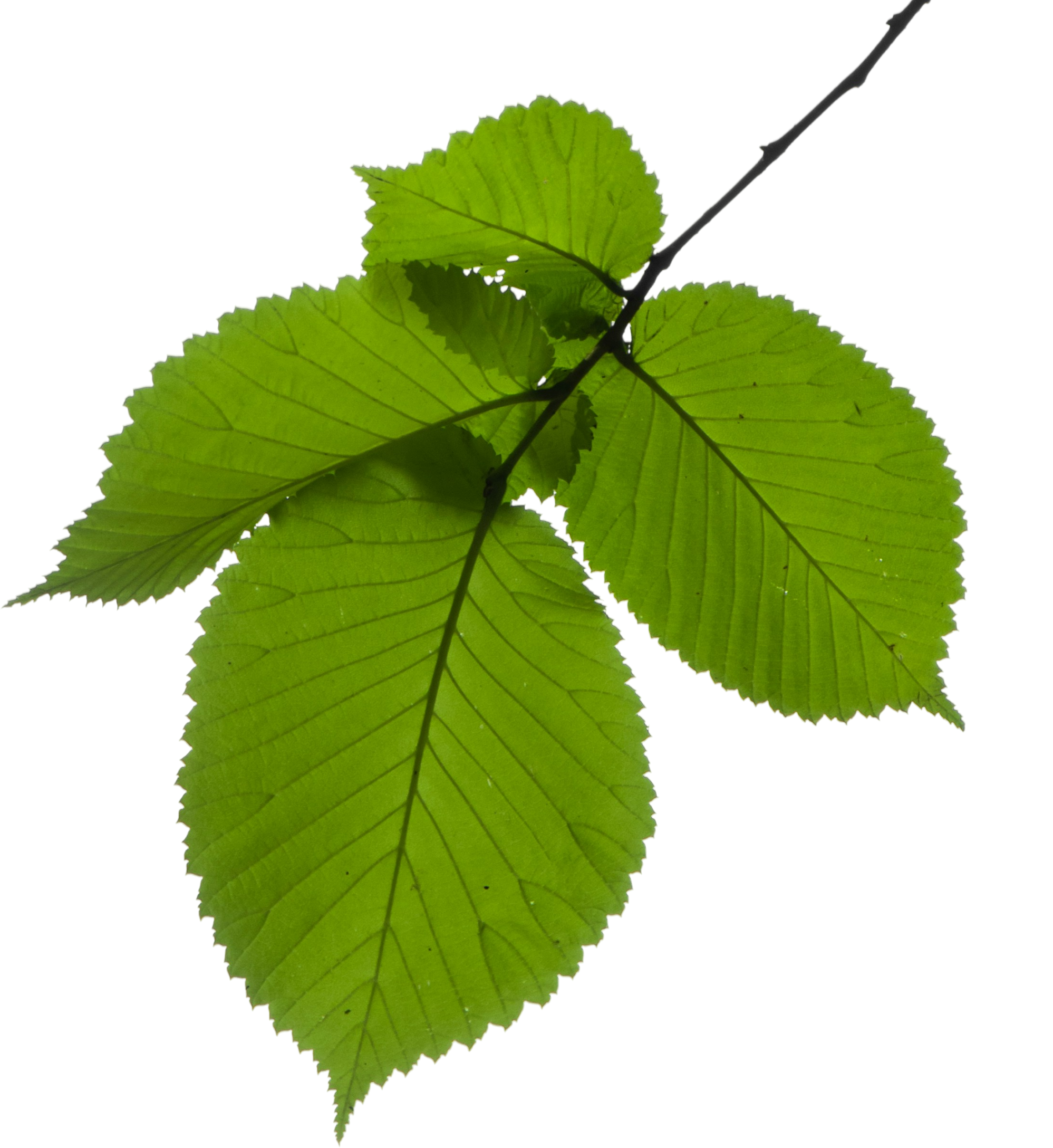 leafs
