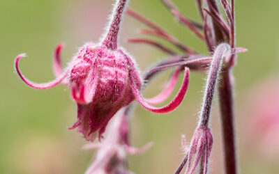 Prairie Smoke