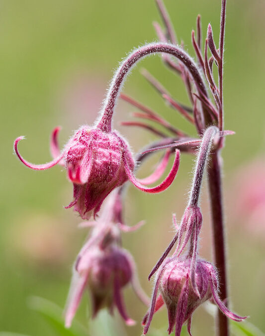 Prairie Smoke