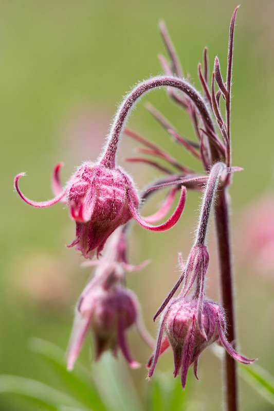 Prairie Smoke (Geum triflorum)