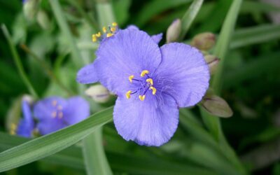 Spiderwort