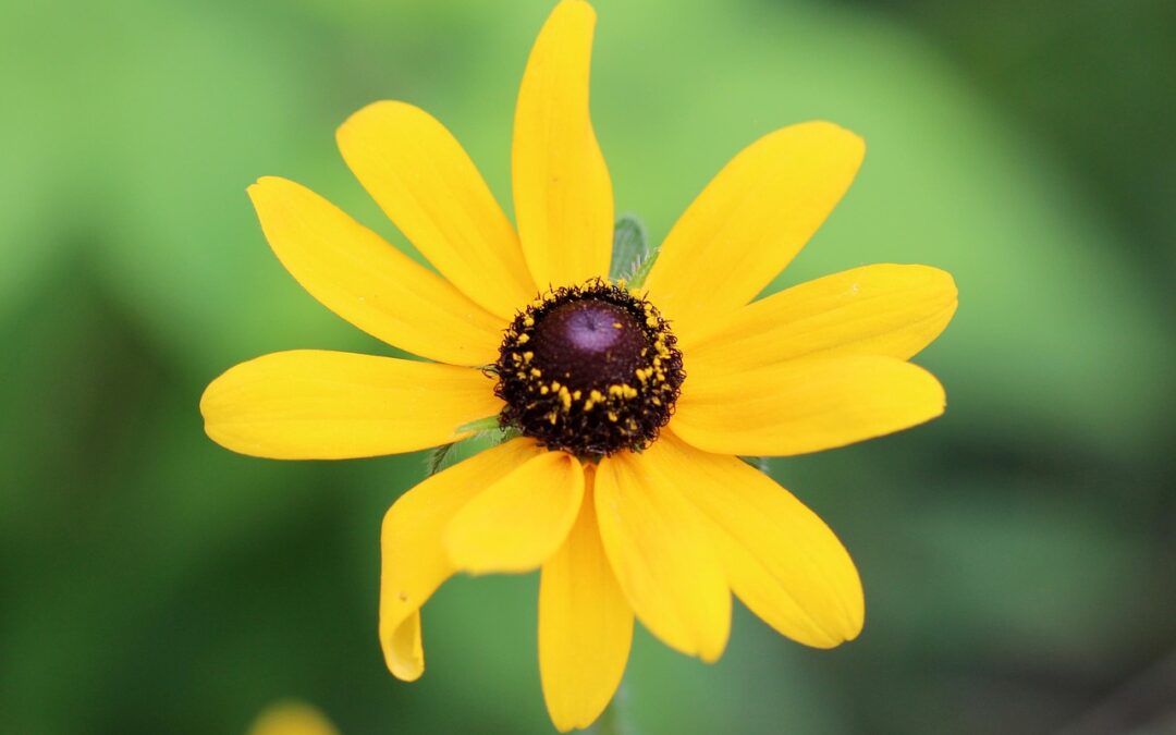 Black-eyed Susan