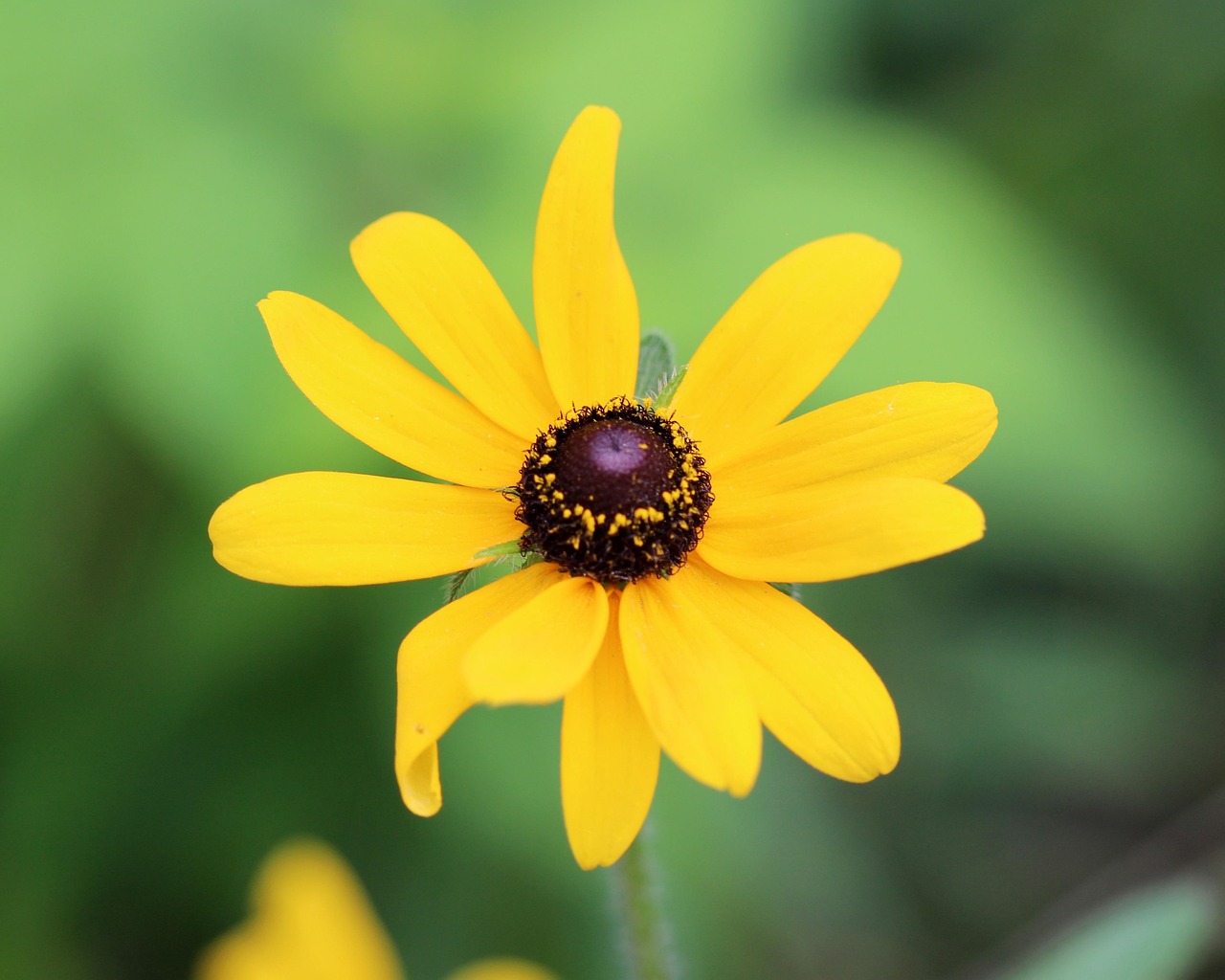 Image by Janet Herman from Pixabay