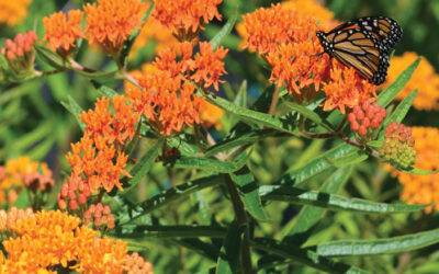 Butterfly Weed
