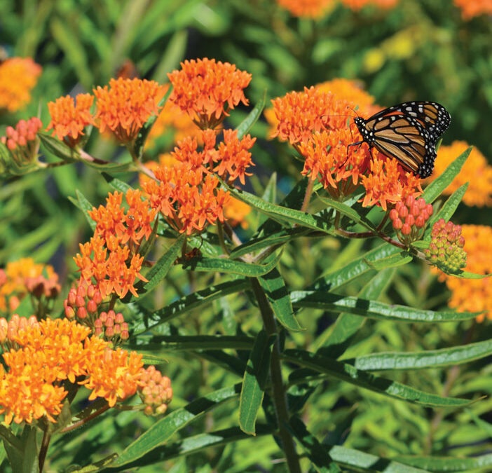 Butterfly Weed