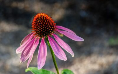 Purple Coneflower