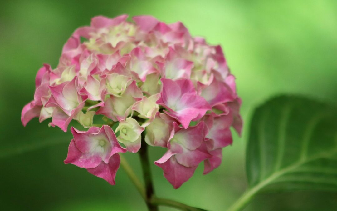 Firelight Tidbit Hydrangea