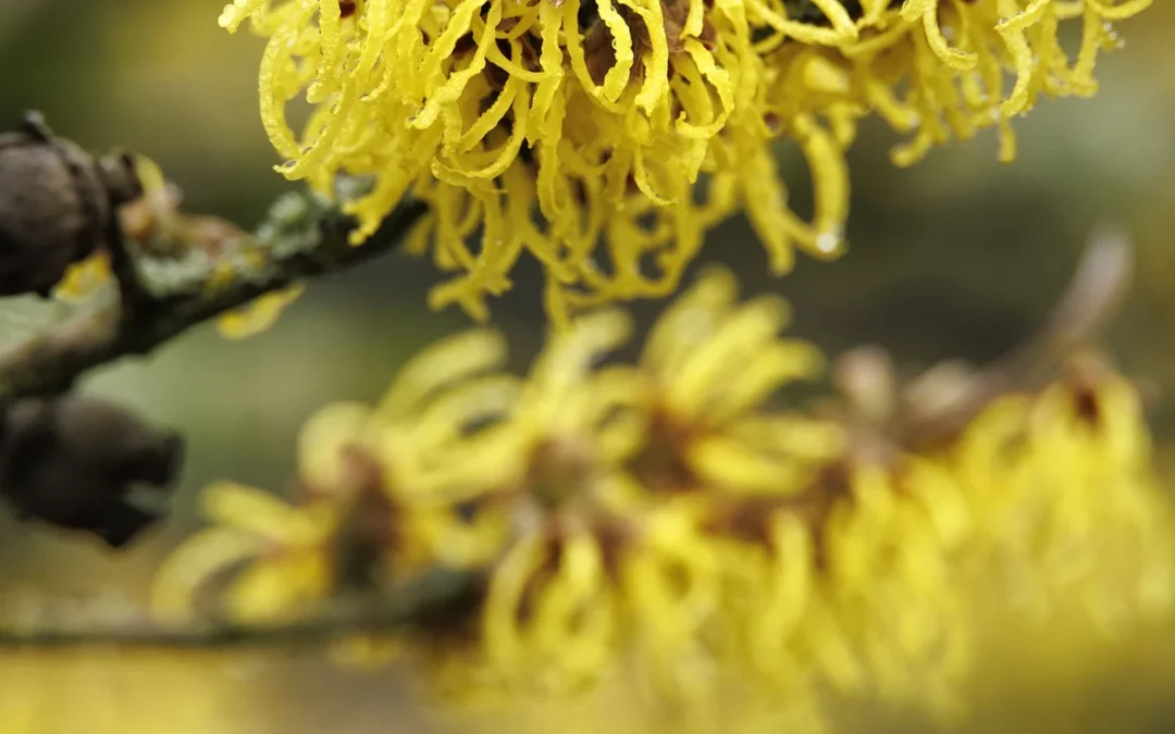 Arnold Promise Witch Hazel
