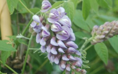 In The Spotlight: Amethyst Falls Wisteria