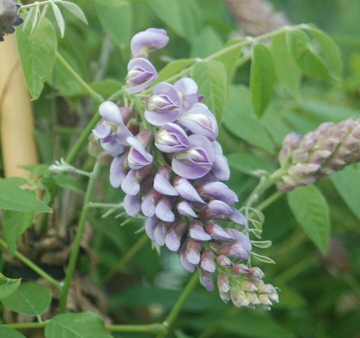 In The Spotlight: Amethyst Falls Wisteria