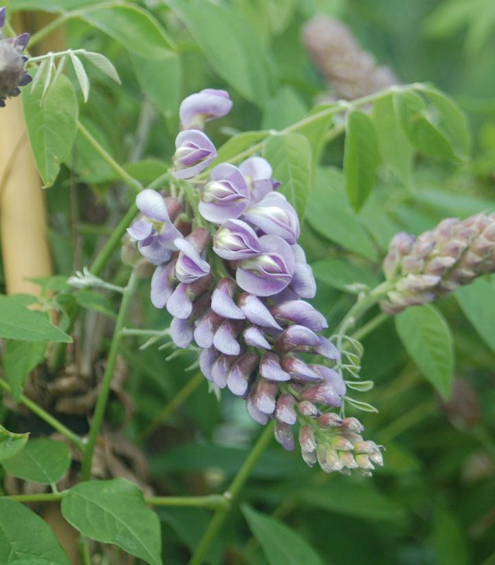 amethyst-falls-wisteria-prides-corner Image courtesy of Pride's Corner