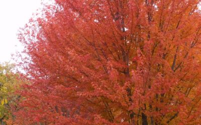 Autumn Blaze Maple Care Guide: Growing in Wisconsin (Zone 5b)