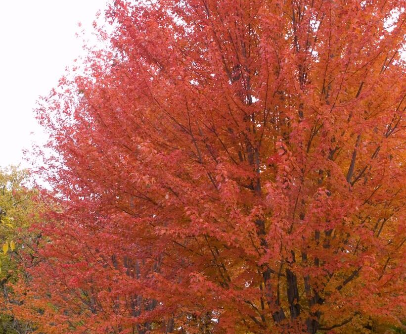 Autumn Blaze Maple Care Guide: Growing in Wisconsin (Zone 5b)