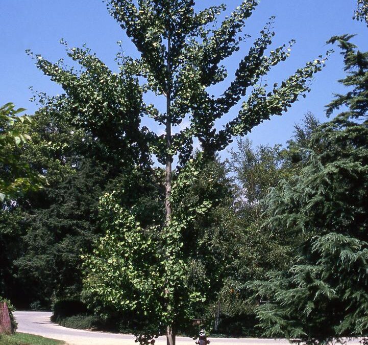 Autumn Gold Ginkgo Care Guide: Growing in Wisconsin (Zone 5b)